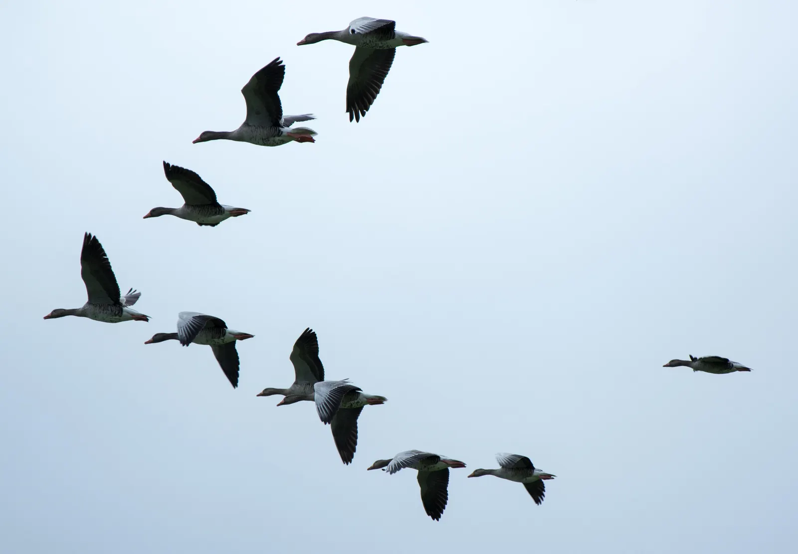 Vögel im Formationsflug